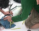 Tagging an albacore.