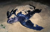 Leatherback turtle laying eggs on the beach. / ©: WWF-Canon / Martin HARVEY Leatherback turtle laying eggs on the beach. / ©: WWF-Canon / Martin HARVEY