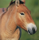 Przewalski's horse or Mongolian wild horse (Equus ferus przewalski). / ©: WWF-Canon / Anton VORAUER / ©: WWF-Canon / Anton VORAUER