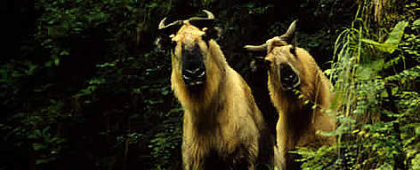 Takin in the Wolong Nature Reserve Choushuigou, Sichuan Province, China  rel=