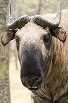 Bhutanese Takin finding refuge in a WWF funded nature reserve / ©: WWF Bhutan - Kimberlee ADOLPH / ©: WWF Bhutan - Kimberlee ADOLPH