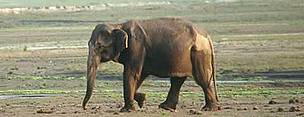 Asian elephant (<i>Elephas maximus</i>), Royal Chitwan National Park, Terai Arc, Nepal.