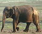 Asian elephant (<i>Elephas maximus</i>), Royal Chitwan National Park, Terai Arc, Nepal.