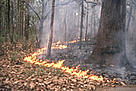 In protected areas of the Terai, regulated ground fires are used to create fertile ground for new ... / &copy;: WWF-Canon / Helena Telkanranta