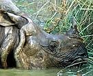 Indian rhinoceros (<i>Rhinoceros unicornis</i>), male in mud bath, Royal Chitwan National Park, Nepal.