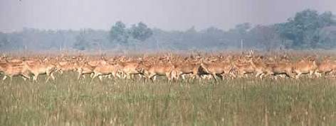 Safety in numbers - swamp deer often form herds of hundreds of animals. / ©: WWF-Canon / Helena Telkanranta Swamp deer enjoy the company of their kind, often forming herds of hundreds of animals. rel=