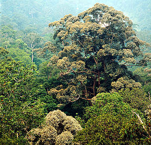 Dipterocarp rainforest, Taman Negara National Park, Peninsula Malaysia. / ©: Gerald S. Cubitt / WWF-Canon / ©: Gerald S. Cubitt / WWF-Canon