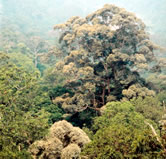 Dipterocarp rainforest in Taman Negara National Park. Peninsula Malaysia. / &copy;: WWF-Canon / Gerald S. CUBITT