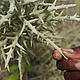 Ambondrolava, spiny forest, Madagascar © WWF Madagascar / Martina Lippuner