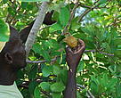 Philémon Eugène, an ecotourism guide in Ambondrolava, Southwestern Madagascar, showing the mangroves