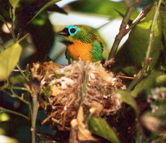 / &copy;: WWF-Canon / Michel GUNTHER