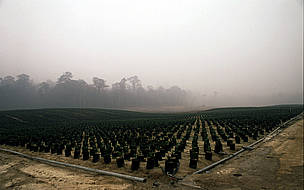 Burning in plantations and extensive land clearing. Palm oil trees in the smoke from forests ... / ©: Tantyo Bangung - WWF Canon / ©: Tantyo Bangung - WWF Canon