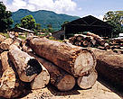 The TRAFFIC report  documents alarming levels of illegal logging and exports of forest products from Tanzania. Sawmill, Udzungwa Mountains, Tanzania. 