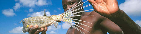 A box fish caught in the experimental stationary net, Mafia Island, Tanzania / &copy;: Edward Parker / WWF-Canon
