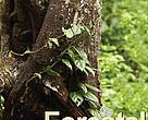 Programa Forestal de WWF Bolivia