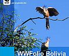 WWFolio Bolivia 18