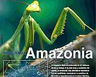 Hoja informativa Programa Amazonia, WWF Bolivia