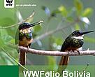 WWFolio Bolivia Nº 15