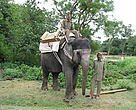 Tara with her mahout as she trains for jungle patrol duties