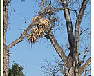 The Sustainable Livelihoods Strategy -2011
