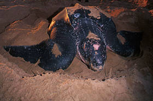 Tartaruga de Couro / ©: / ©: