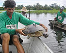 Project staff fit a radio transmitter on an Amazon river turtle. São Miguel Island, Brazil.