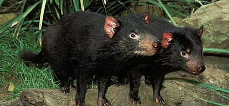 Two Tasmanian devils (Sarcophilus laniurus), Featherdale Wildlife Park, New South Wales, Australia . / ©: WWF / KLEIN & HUBERT rel=