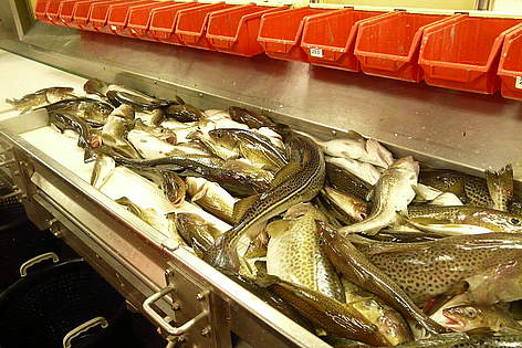 Processing cod / ©: Tatjana Gerling WWF rel=