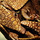&copy; Fernando Allen / WWF Paraguay