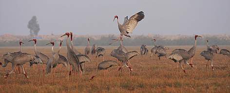 The number of Sarus crane visiting the park has increased from 89 in 2006, to 125 in 2007, and to ... / &copy;: WWF