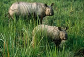 Indian rhinoceros, female and young. More than 500 of them live in Chitwan, Nepal. / ©: WWF-Canon / Jeff FOOTT Indian rhinoceros, female and young. More than 500 of them live in Chitwan, Nepal. / ©: WWF-Canon / Jeff FOOTT