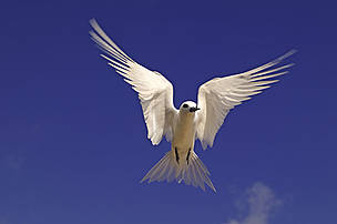 White or fairy tern (Gygis alba), Seychelles. / ©: Martin Harvey / WWF-Canon / ©: Martin Harvey / WWF-Canon