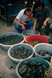  / &copy;: WWF-Canon / Peter F.R. JACKSON