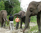 Elephants and WWF staff form the flying squads in Tesso Nilo National Park, Riau Province, Sumatra, Indonesia. Their job is to drive back wild elephants that approach human settlements, where they can cause considerable damage, injuries and even death. Encroachment by palm oil plantations into elephant habitat have greatly increased conflicts between humans and elephants.