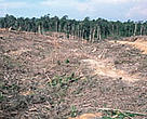 Illegal logging for paper industry and forest clearing for oil palm plantation is threatening to destroy Indonesia's Tesso Nilo forest completely.
