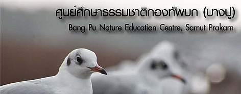 นกนางนวล ณ ศูนย์ศึกษาธรรมชาติกองทัพบก (บางปู) / &copy;: WWF Thailand