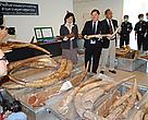 Over one tonne of ivory seized at Bangkok's airport