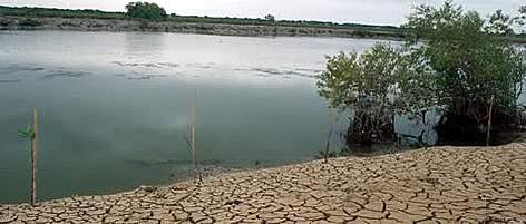 Severely degraded mangroves. Rising sea levels and the clearing of native mangroves for commercial ... / &copy;: WWF-Canon / Adam OSWELL