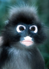 Trachypithecus obscurus, Dusky leaf monkey, portrait. Dusky leaf monkeys, arboreal forest dwellers, ... / &copy;: WWF-Canon / Martin HARVEY 