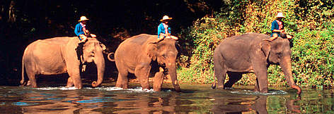 Indian elephants (Elephas maximus bengalensis) carrying their trainers across a river at the Thai ... / ©: WWF-Canon / Martin HARVEY Indian elephants (Elephas maximus bengalensis) carrying their trainers across a river at the Thai ... rel=