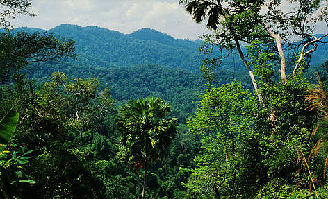 Montane evergreen rainforest, Kaeng Krachan National Park, Thailand. / ©: Gerald S. Cubitt / WWF-Canon rel=