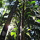 The forest © WWF / Manora Leneveu