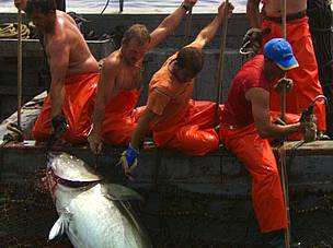 If overfishing of tuna, particularly the Atlantic bluefin tuna, continues, the world fisheries will ... / ©: WWF If overfishing of tuna, particularly the Atlantic bluefin tuna, continues, the world fisheries will ... / ©: WWF