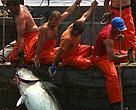 If overfishing of tuna, particularly the Atlantic bluefin tuna, continues, the world fisheries will be faced with an ecological disaster.