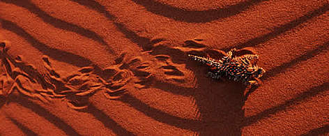 Thorny devil (Moloch horridus) making tracks in the sand, endemic to desert areas, Australia. / ©: WWF-Canon / Martin HARVEY Thorny devil (<i>Moloch horridus</i>) making tracks in the sand, endemic to desert ... rel=