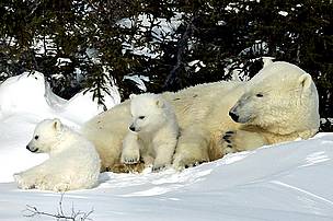 Threatened polar bear mother and cubs in Hudson Bay.