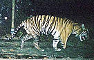 A WWF camera trap captures a male tiger missing the lower half of his right front leg. Tesso Nilo ... / ©: WWF / ©: WWF