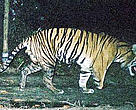 A WWF camera trap captures a male tiger missing the lower half of his right front leg. Tesso Nilo National Park, central Sumatra, Indonesia. 