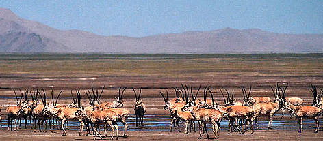 Chiru or Tibetan antelope (<i>Pantholops hodgsonii</i>). A large herd on the Aqik Lake ... rel=