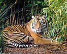 Indonesia has an estimated 400-500 tigers left in the wild in Sumatra. The Java and Bali tigers have both gone extinct due largely to illegal killing for trade and loss of habitat.
